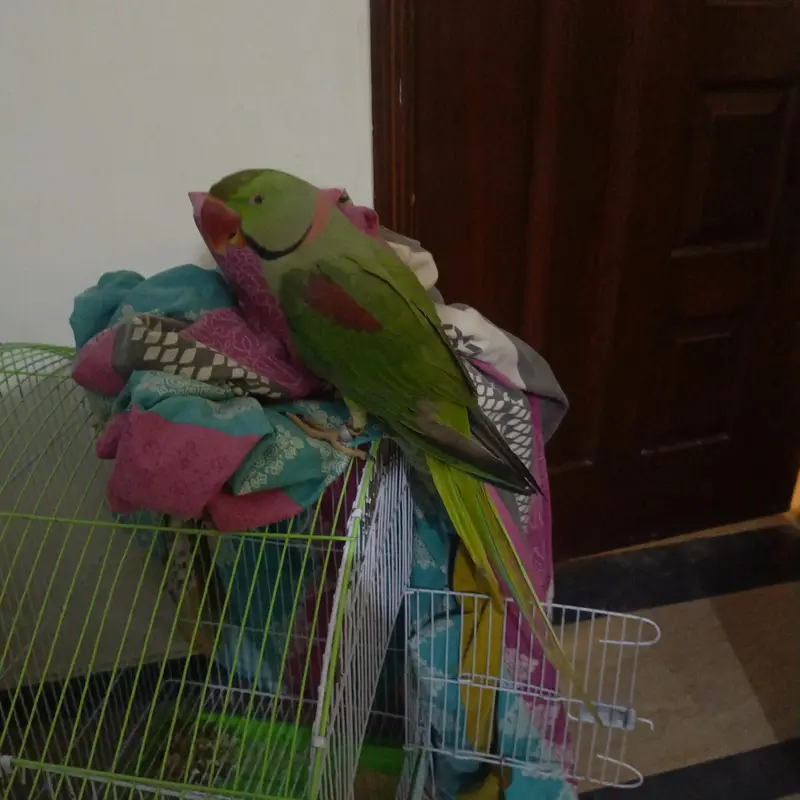 Alexander parrot , raw parrot hand tamed and talking — photo 4