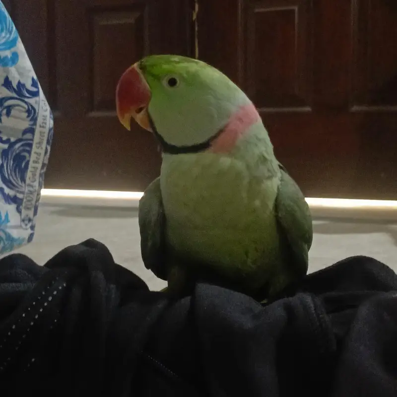Alexander parrot , raw parrot hand tamed and talking — photo 5