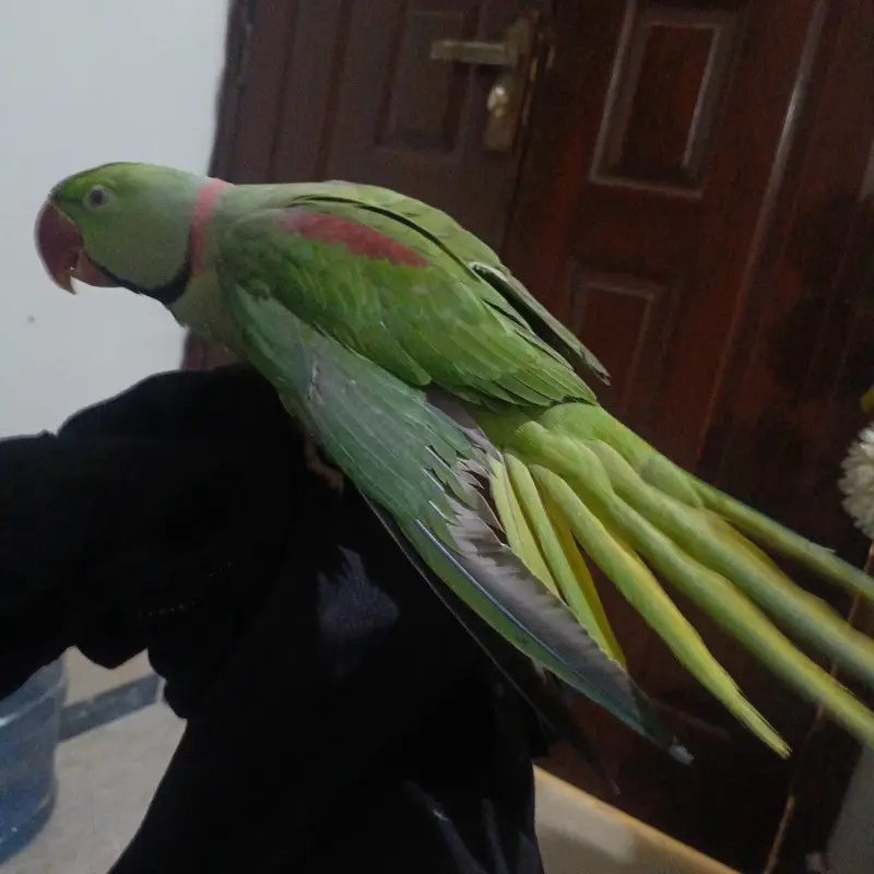 Alexander parrot , raw parrot hand tamed and talking — photo 6