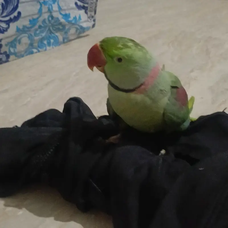 Alexander parrot , raw parrot hand tamed and talking — photo 7
