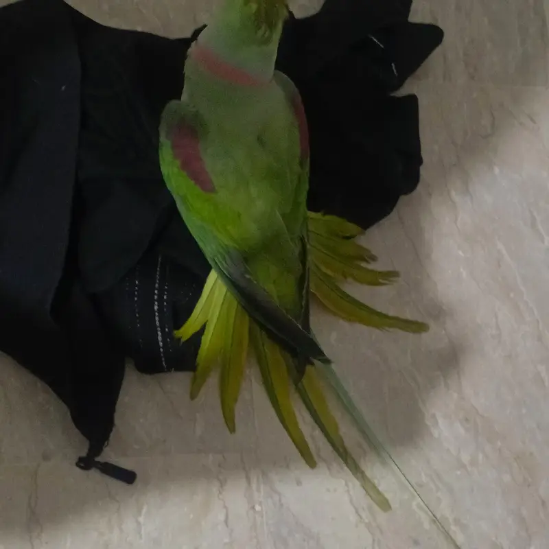 Alexander parrot , raw parrot hand tamed and talking — photo 8