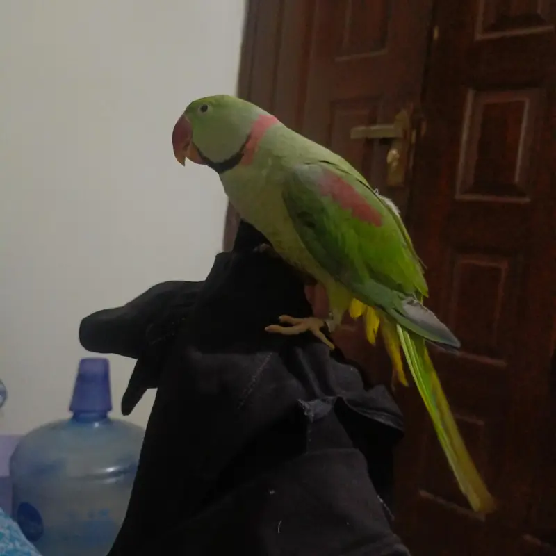 Alexander parrot , raw parrot hand tamed and talking — photo 9