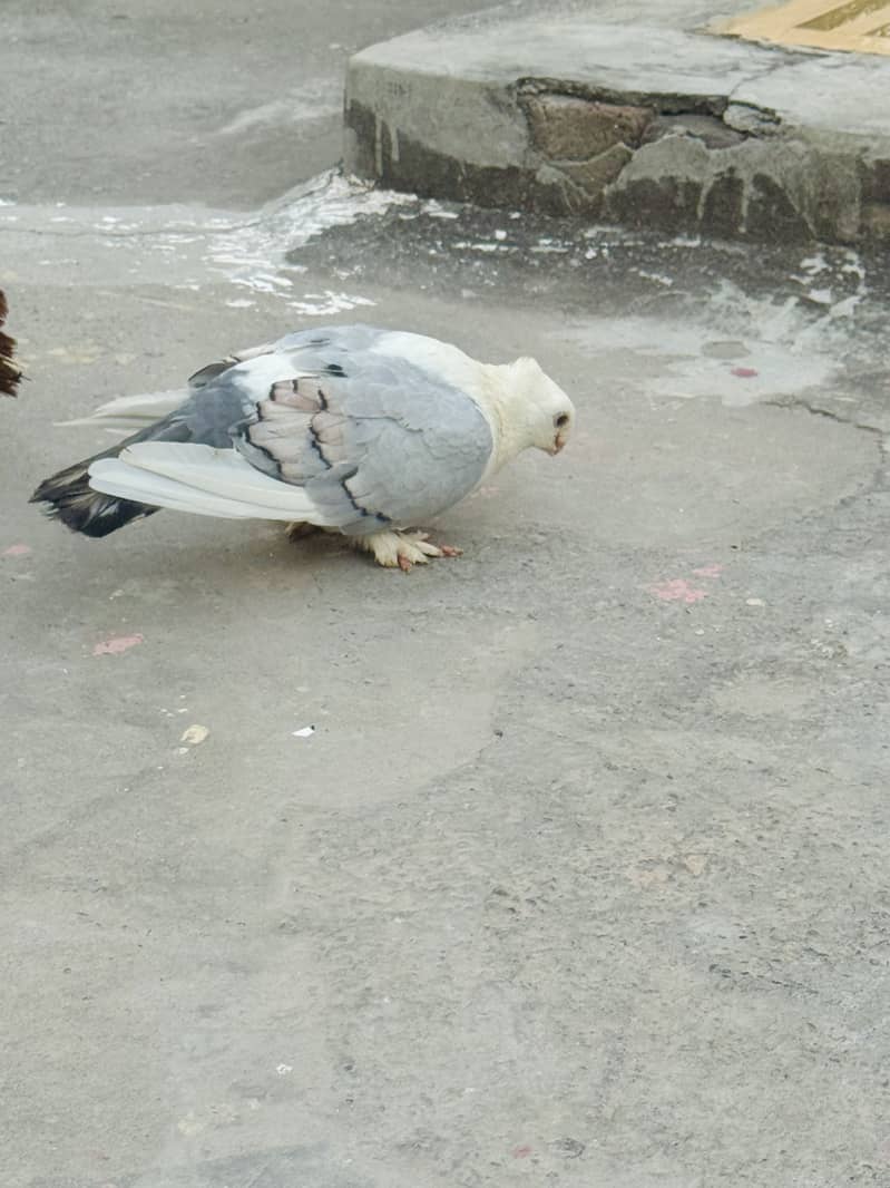 Breeder pair 1