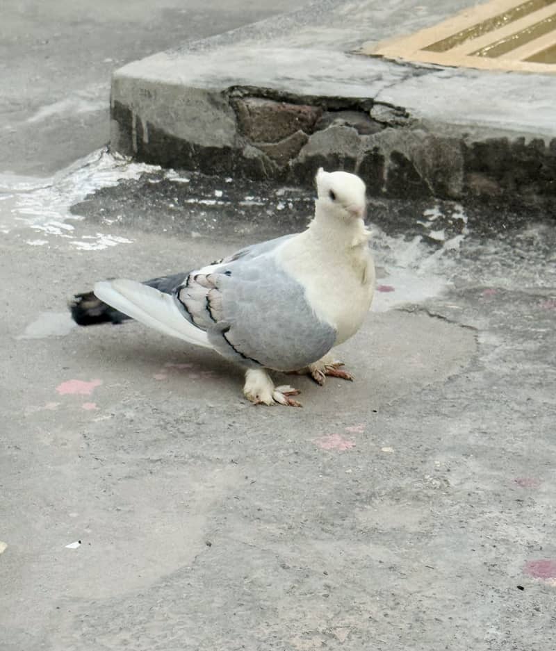 Breeder pair 2