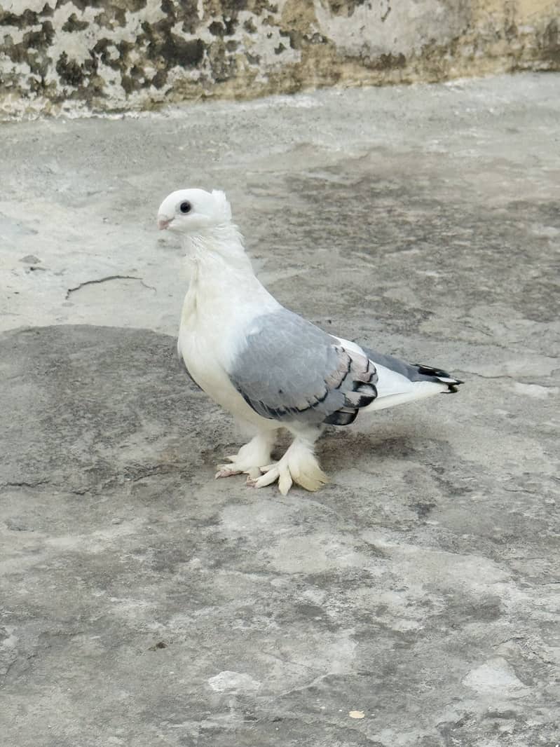 Breeder pair 3