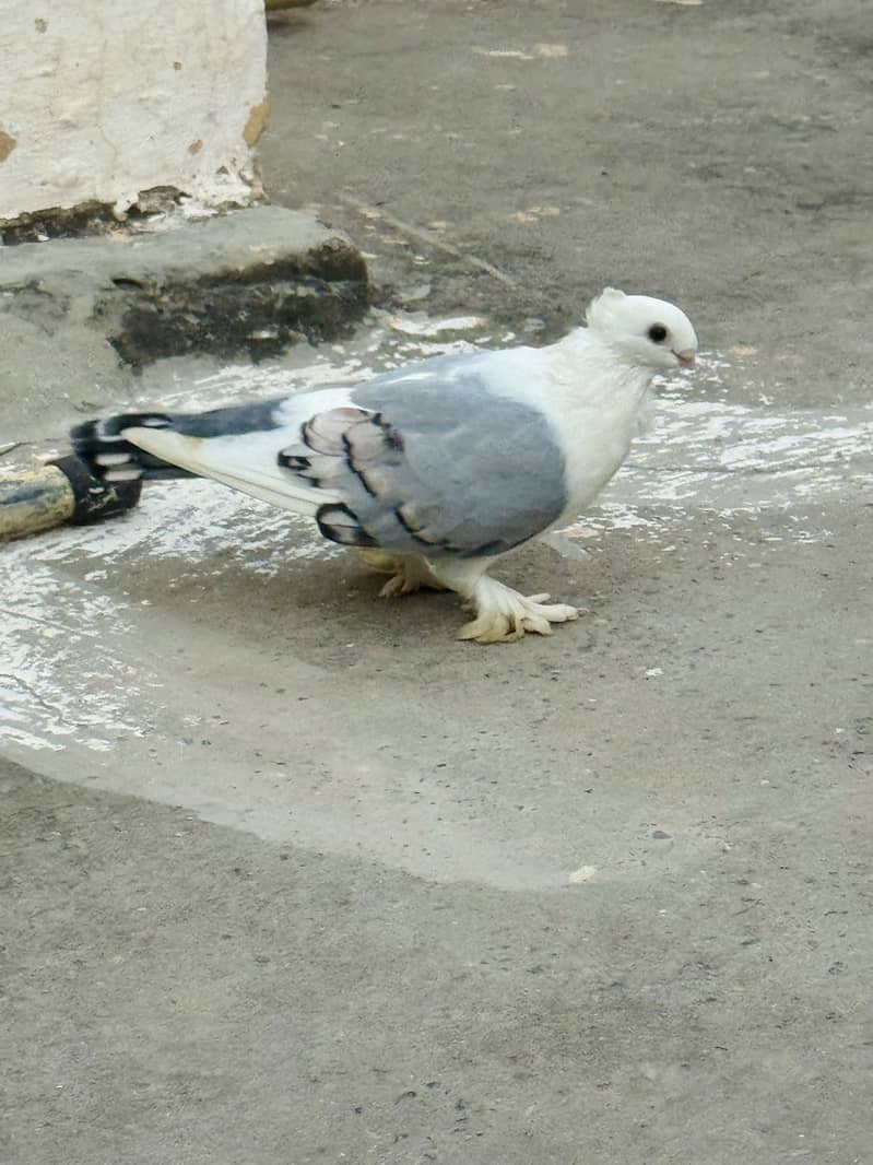 Breeder pair 4