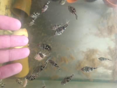 High Quality polar blue parrot cichlids Adults and juvenile