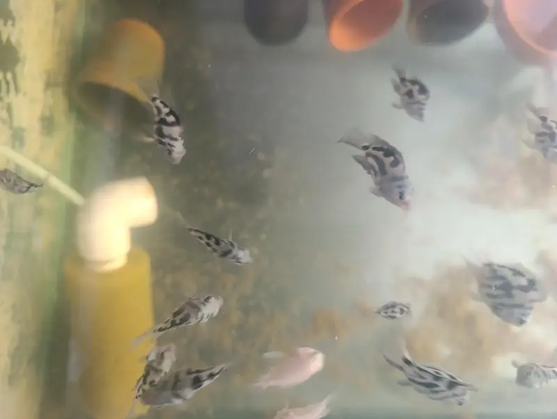 High Quality polar blue parrot cichlids Adults and juvenile — photo 2