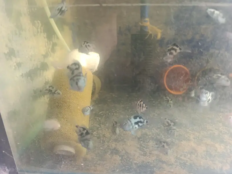 High Quality polar blue parrot cichlids Adults and juvenile — photo 3