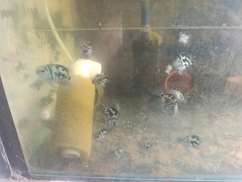 High Quality polar blue parrot cichlids Adults and juvenile — photo 4