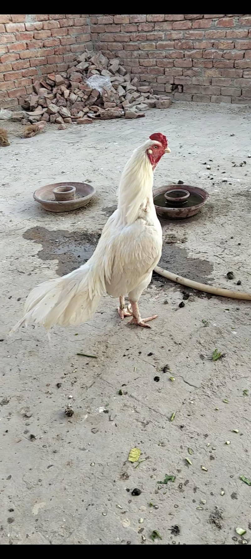 Heera 0