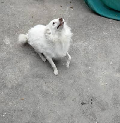 Healthy & Playful Female Dog (Sweety) - Uncrossed / Fresh