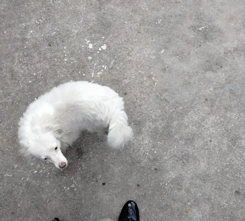 Healthy & Playful Female Dog (Sweety) - Uncrossed / Fresh — photo 2