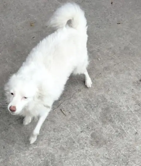 Healthy & Playful Female Dog (Sweety) - Uncrossed / Fresh — photo 3