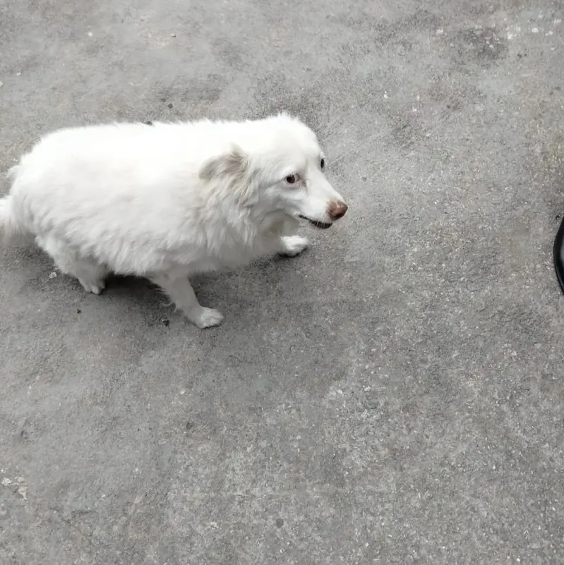Healthy & Playful Female Dog (Sweety) - Uncrossed / Fresh — photo 4
