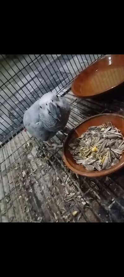 African grey female