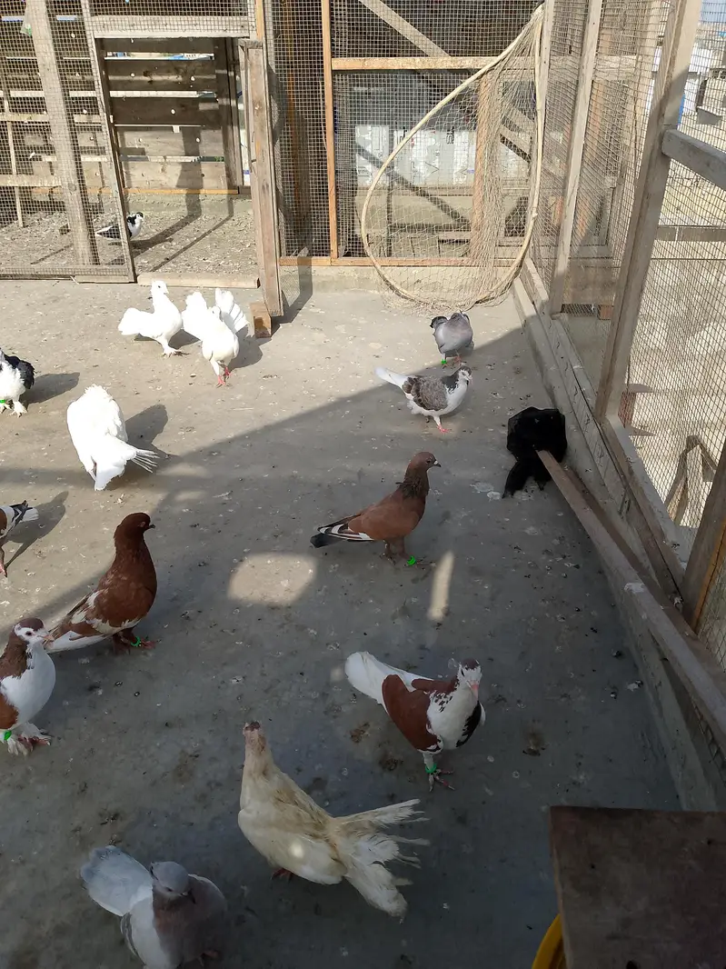 gola kabutar larty huwe hen — photo 3