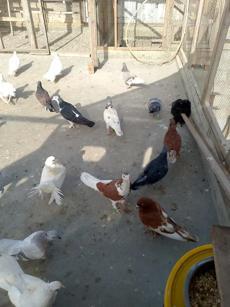 gola kabutar larty huwe hen — photo 5