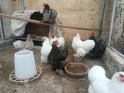 High quality Blue & White Bantam Fresh eggs