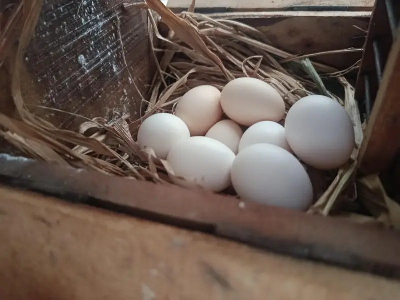 High quality Blue & White Bantam Fresh eggs — photo 2