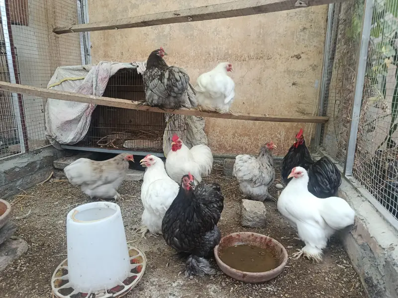 High quality Blue & White Bantam Fresh eggs — photo 3
