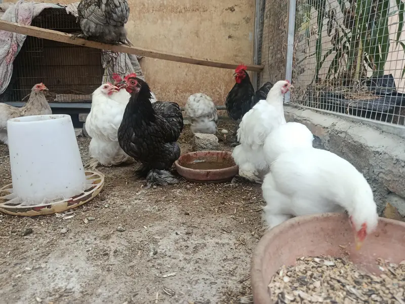High quality Blue & White Bantam Fresh eggs — photo 4