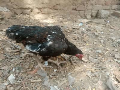 aseel Sindhi china