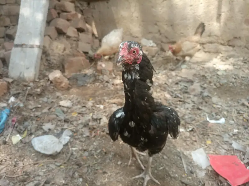 aseel Sindhi china — photo 2