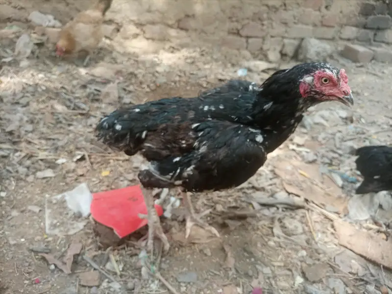 aseel Sindhi china — photo 3