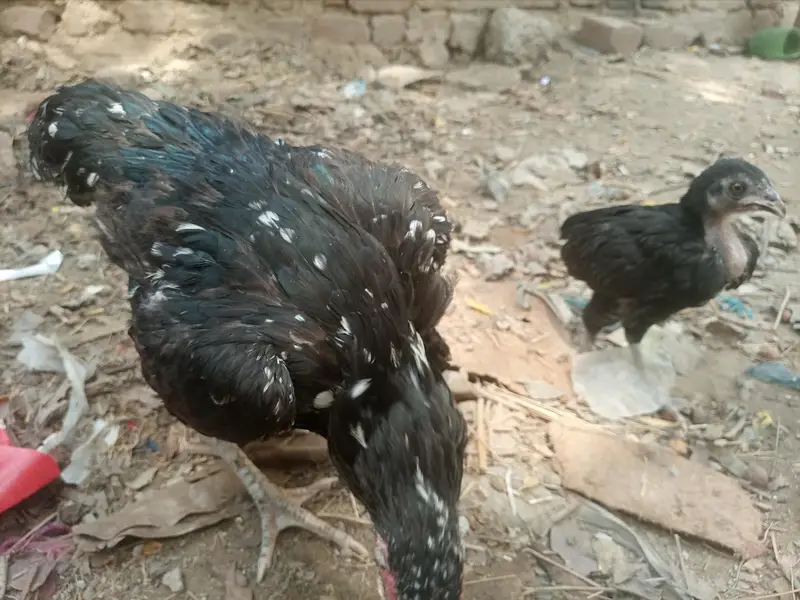 aseel Sindhi china — photo 5
