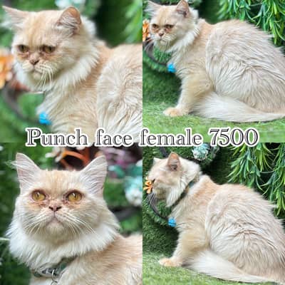 persian beautiful Cats  on reasonable rates
