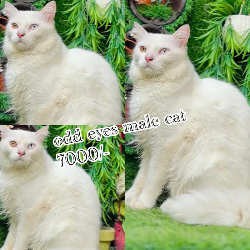 persian beautiful Cats  on reasonable rates — photo 2