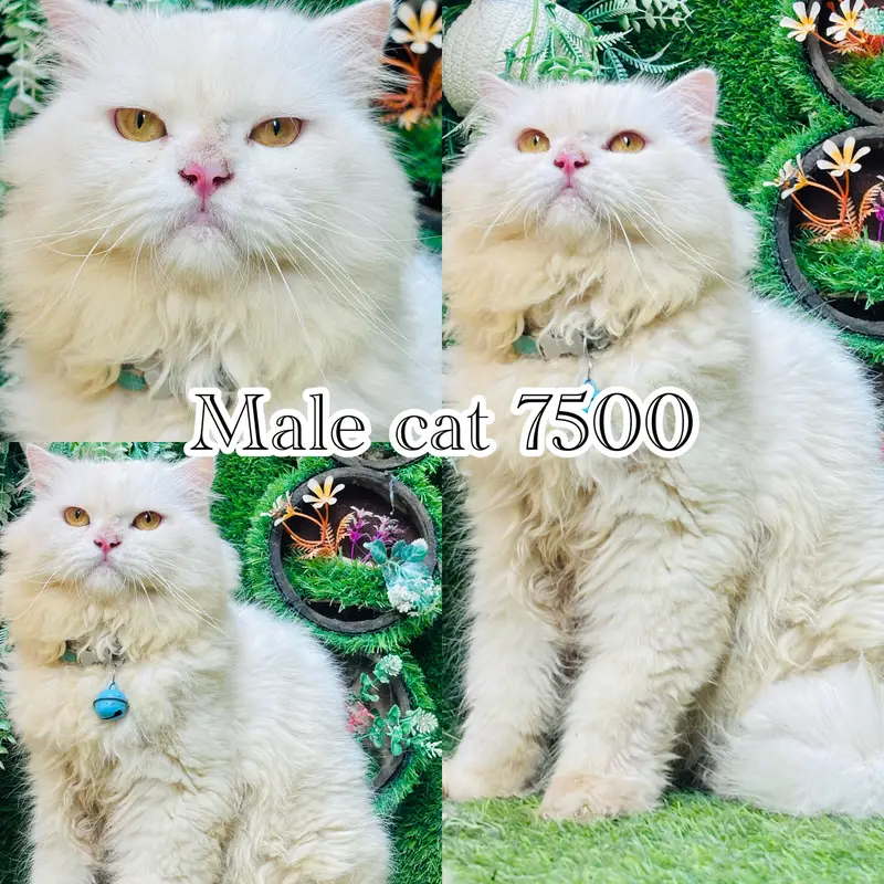 persian beautiful Cats  on reasonable rates — photo 4
