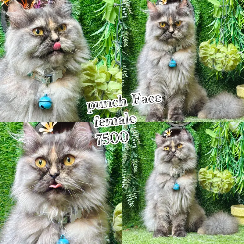 persian beautiful Cats  on reasonable rates — photo 6