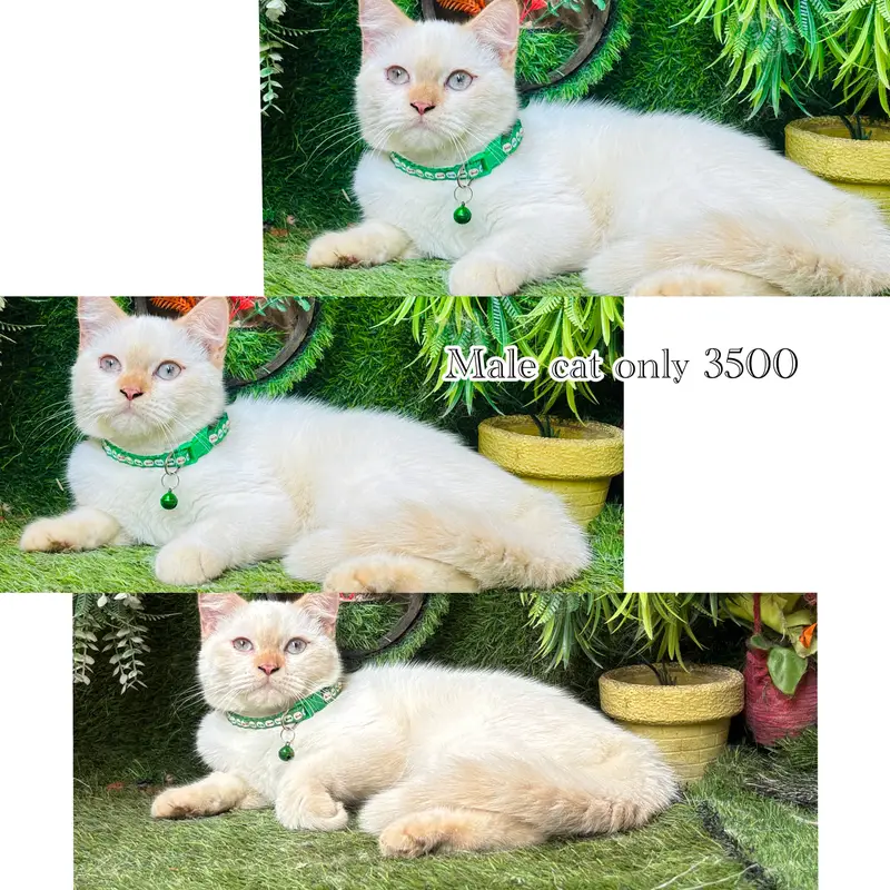persian beautiful Cats  on reasonable rates — photo 7