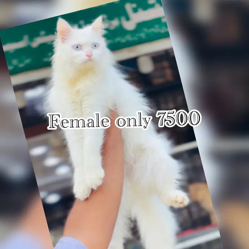 persian beautiful Cats  on reasonable rates — photo 9