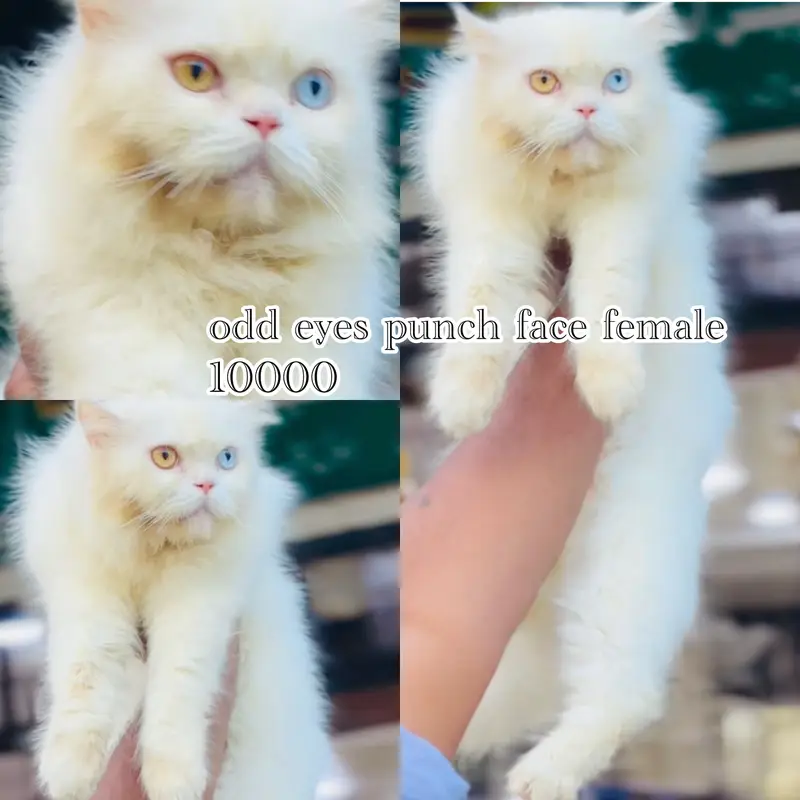persian beautiful Cats  on reasonable rates — photo 11