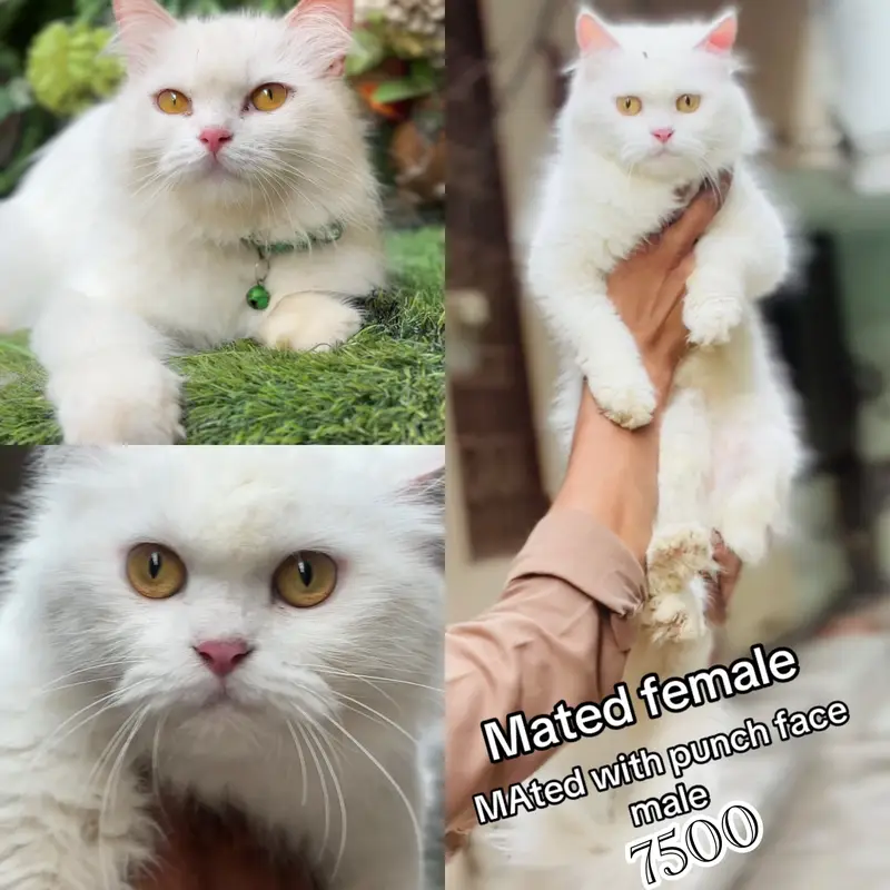 persian beautiful Cats  on reasonable rates — photo 12