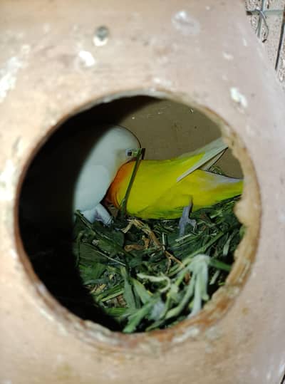Love birds & Budgies breeder pair