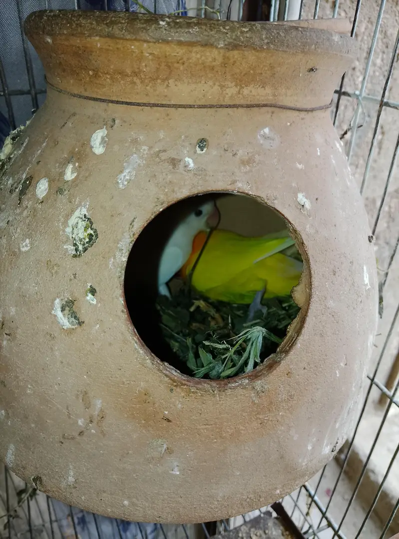 Love birds & Budgies breeder pair — photo 2