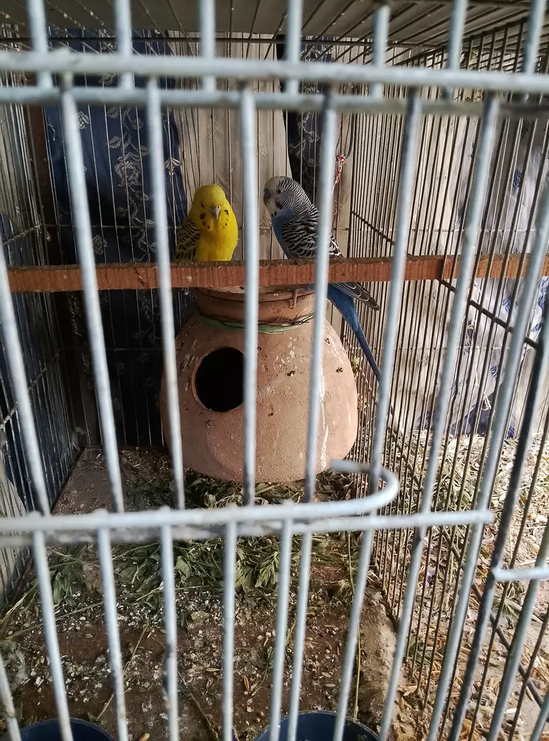 Love birds & Budgies breeder pair — photo 3
