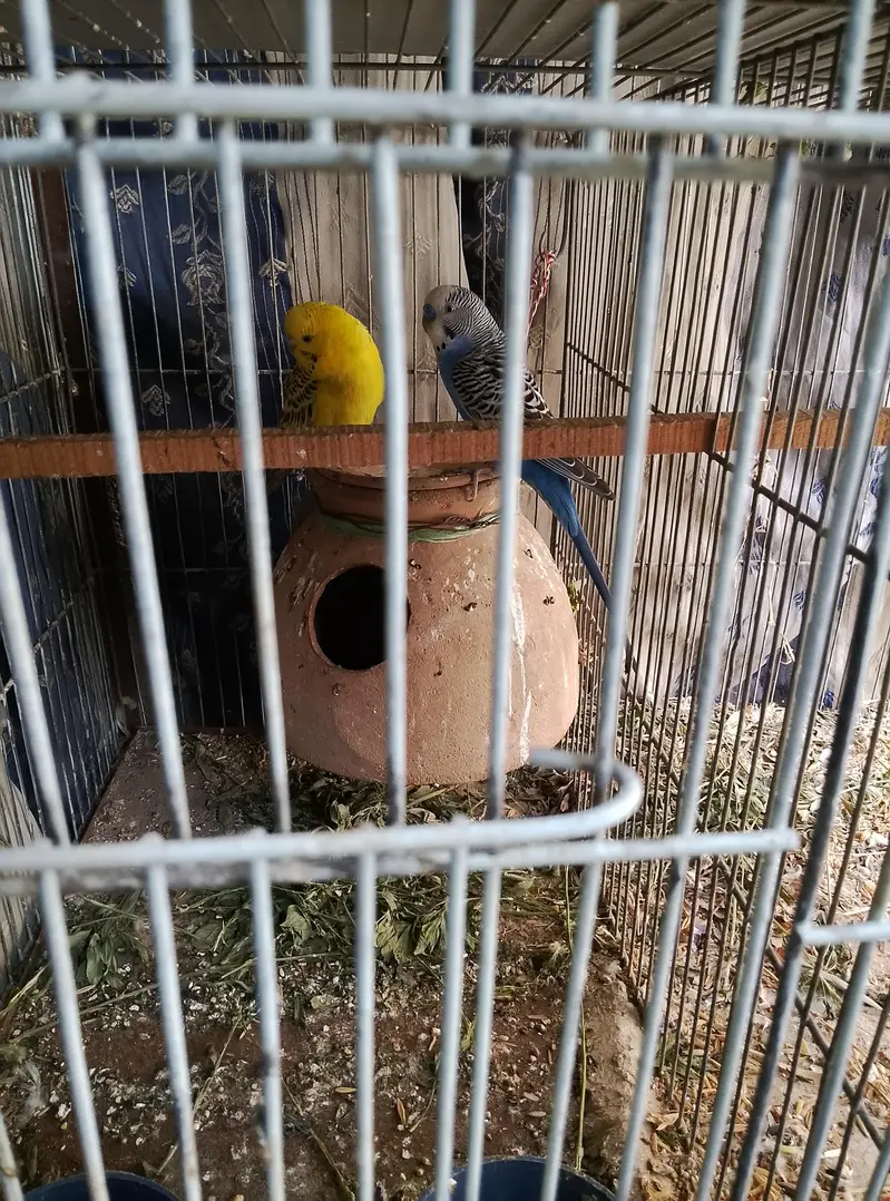 Love birds & Budgies breeder pair — photo 4