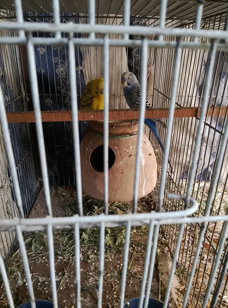 Love birds & Budgies breeder pair — photo 5