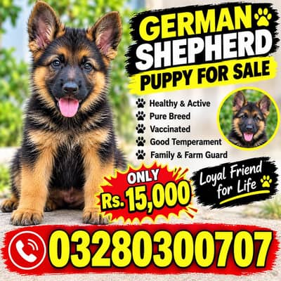 Contact now limited offer