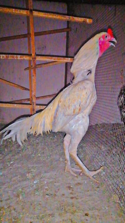 Aseel Murga