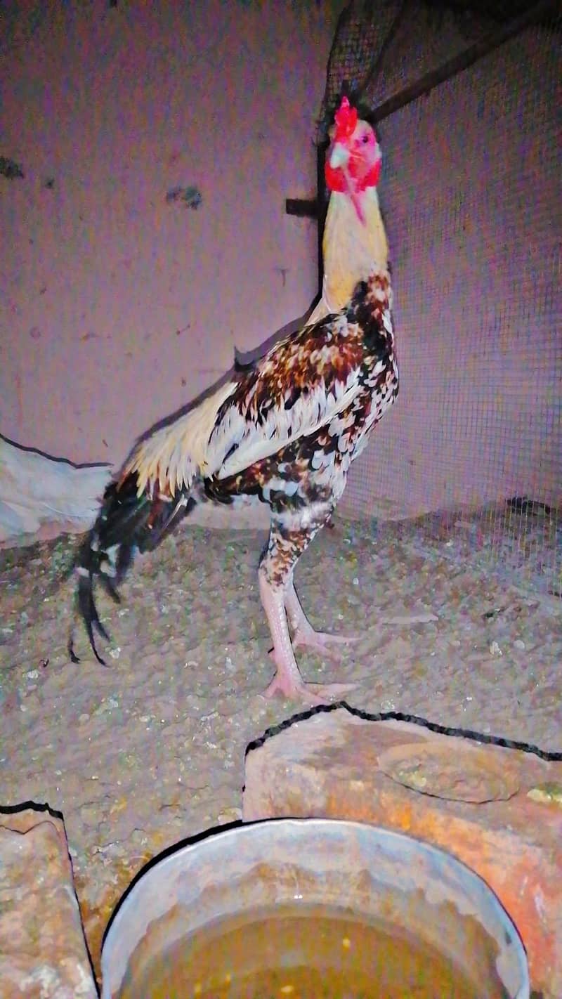 Aseel Murga 1