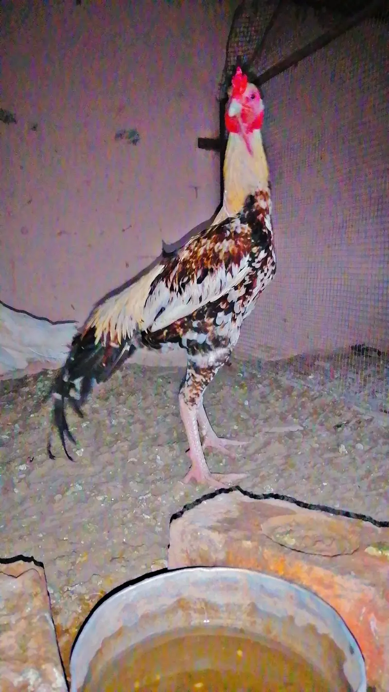 Aseel Murga — photo 3