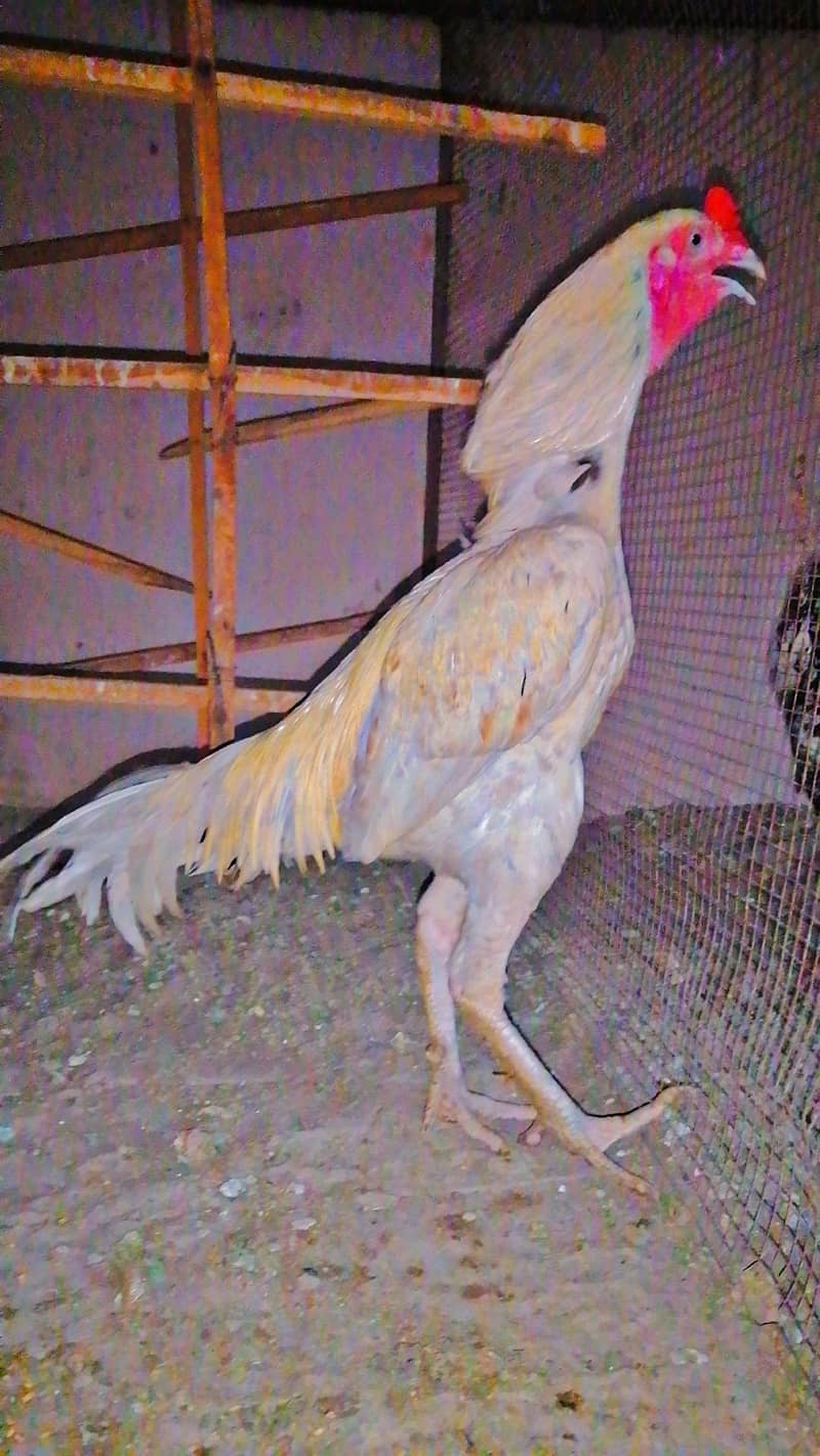 Aseel Murga 3