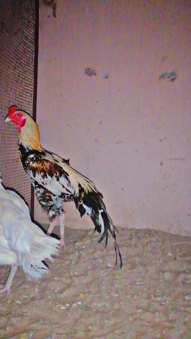 Aseel Murga — photo 5