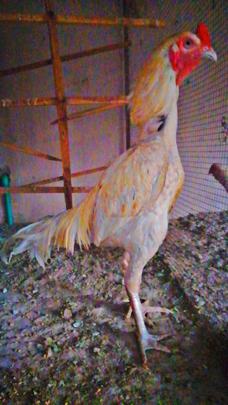 Aseel Murga 6